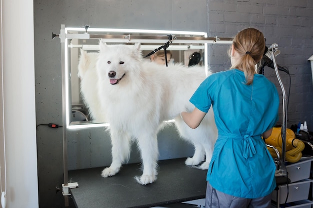 Nieskazitelnie wypielęgnowany samoyed rozpieszczany w salonie fryzjerskim Zastosowanie koncepcyjne Podkreślanie j