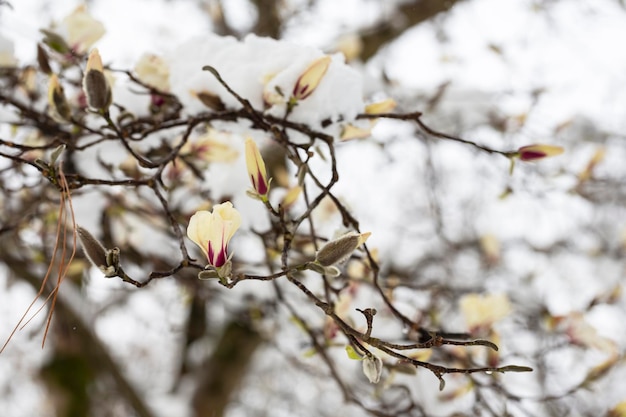 Niespodziewane przeziębienie Śnieg na kwitnących drzewach Białe kwiaty magnolii na śniegu z bliska