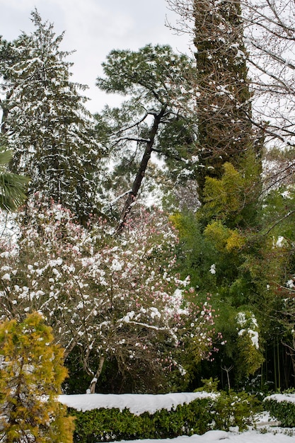 Niespodziewane przeziębienie Śnieg na kwitnących drzewach Kwiaty magnolii na śniegu