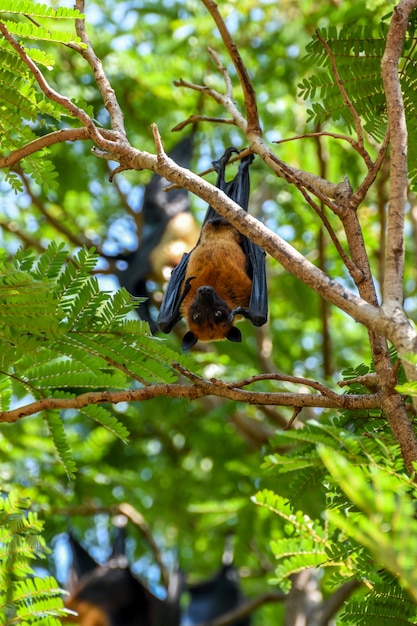 Nietoperz (latający Lis Lyle'a, Pteropus Lylei Lub Pteropodidae) Wznosił Się W Powietrzu