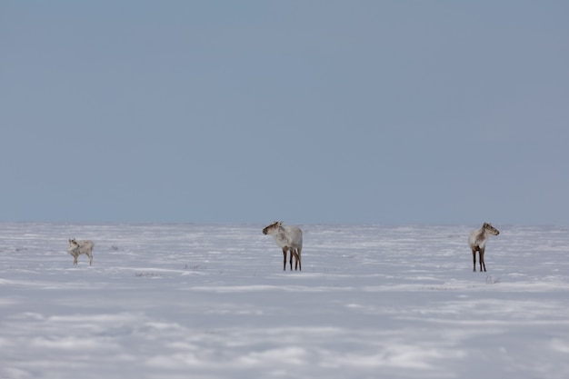 Nieurodzajny karibu znaleziony w kanadyjskiej arktycznej tundrze