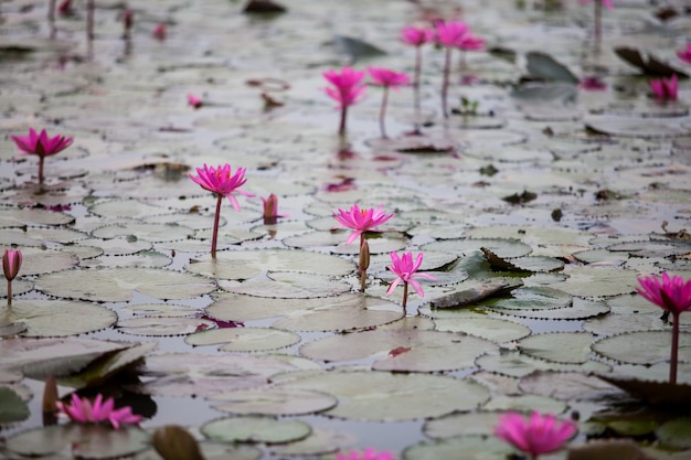 Niewidoczne jezioro Red Lotus w Udon Thani, Tajlandia