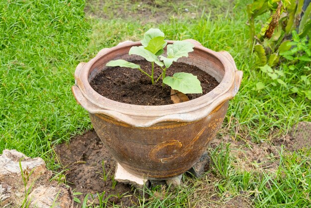 Niewielka plantacja drzew w doniczce "Terra Cotta" na podwórku.