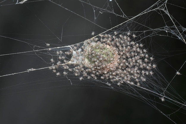 niewyklute maleńkie jaja pająków w sieci jedwabnego worka