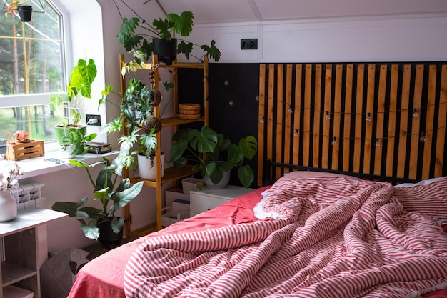 Niewykonane łóżko z czerwonym prążkowanym bielizną i bałaganem w stylu Loft sypialnia wnętrze czarna ściana z drewnianymi płytkami metalowe łóżko rośliny w doniczkach na trapezoidalnym oknie na strychu nowoczesny zielony dom