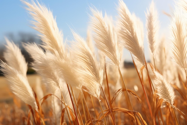 Niewyraźna tekstura trawy Pampas Tło Suche Miękkie Cortaderia Selloana Wahające się Płytkowe Jesień Pampas Trawa trzcina Generatywna ilustracja AI