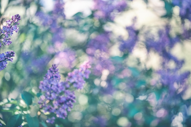 Niewyraźne kwitnące fioletowe liliowe tło ogrodowe Poranne światło słoneczne wiosna koncepcja