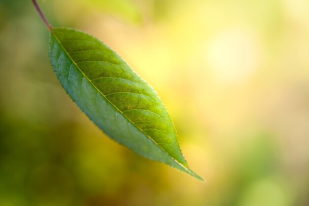 Niewyraźne miękkie letnie zielone tło pozostawia z efektem bokeh