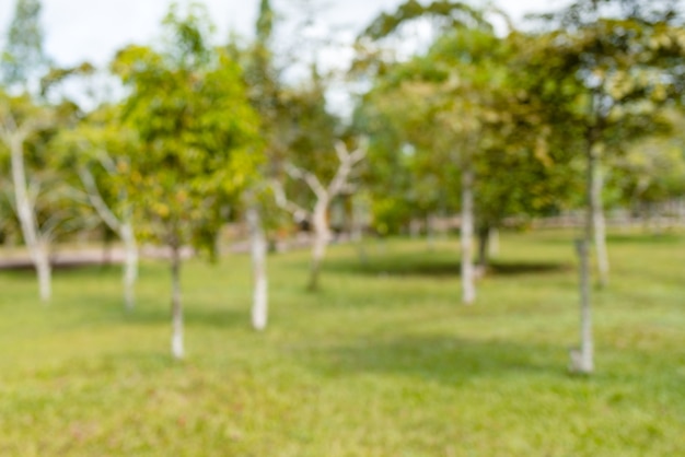 Niewyraźne natura zielony park z tłem bokeh światła słonecznego