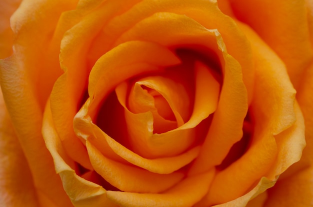 Zdjęcie niewyraźne pomarańczowe róże z niewyraźne wzory