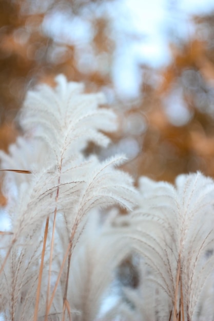 Niewyraźne tło natury Bokeh z dziką suchą trawą na wietrze Piękna, nieostra, estetyczna tapeta Jesienna natura