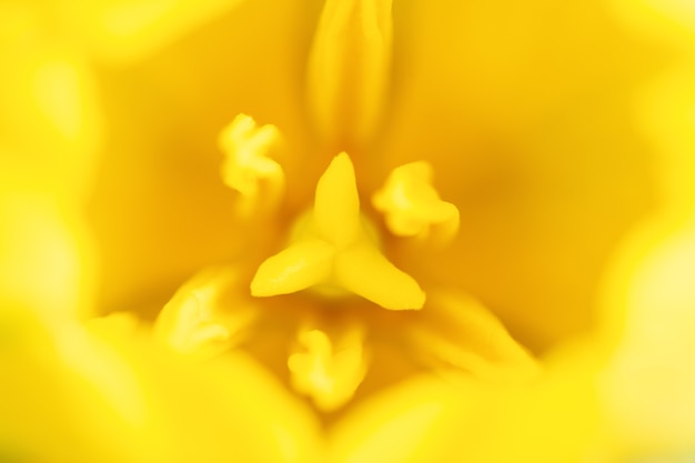 Niewyraźne tło z żółtymi tulipanami. Ekstremalne makro makro fotografii kwiat. Płytka głębia ostrości
