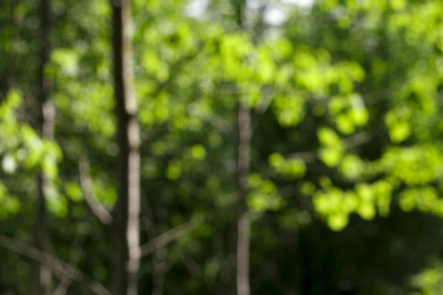 Zdjęcie niewyraźne tło zielonych drzew w letnim lesie