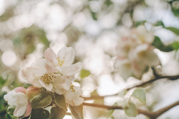 Niewyraźne twórcze tło kwiatów jabłoni w rozkwicie, z bokeh. Białe, nieostre kwiaty drzewa owocowego na wiosnę