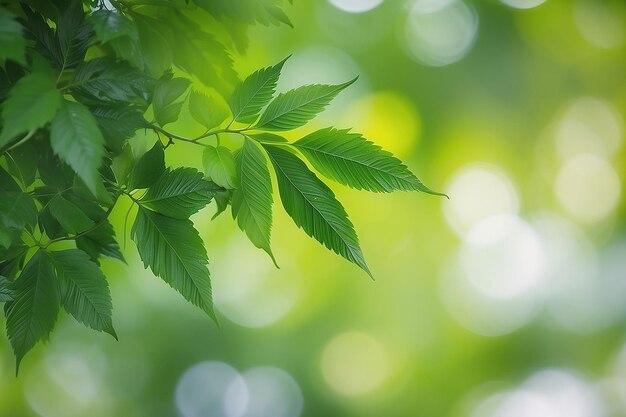 Niewyraźne zielone liście z abstrakcyjnym tłem bokeh