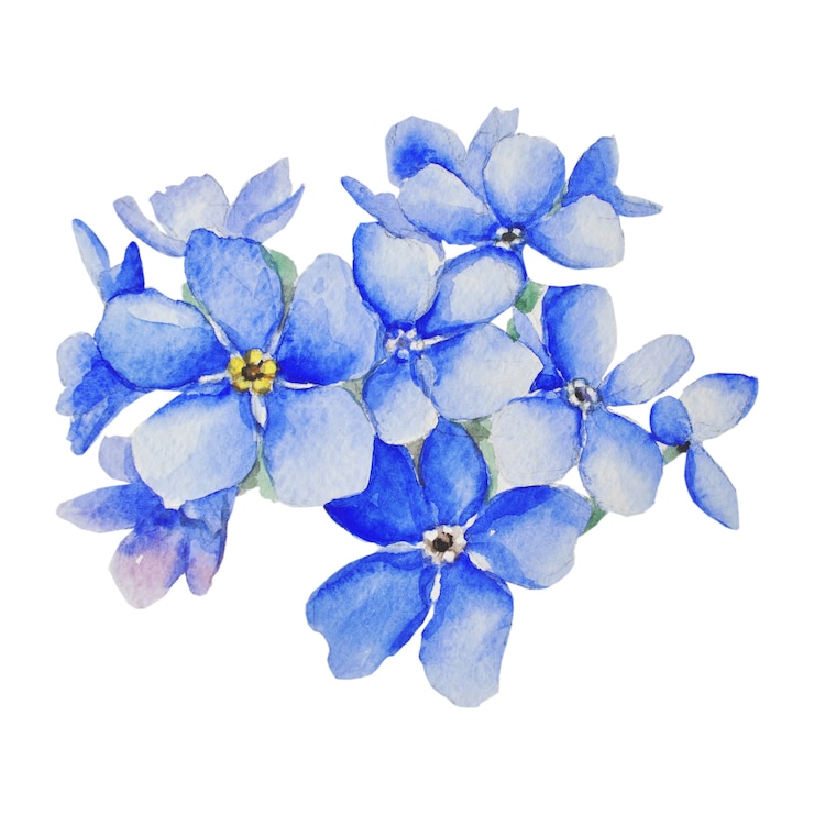 Zdjęcie niezapominajki są niebieskie. botaniczna ilustracja akwarela
