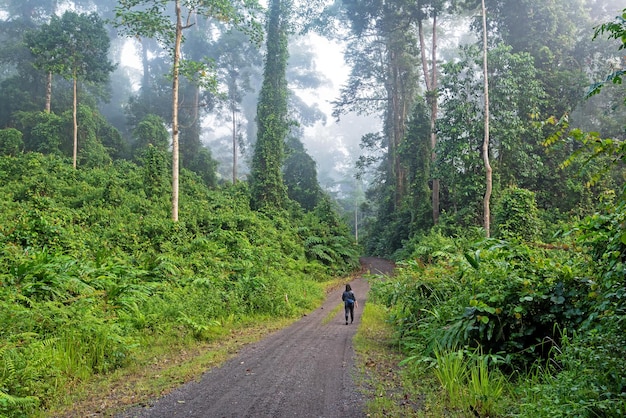 Niezidentyfikowana kobieta spacerująca po lesie deszczowym Danum Valley w Sabah Borneo, Malezja