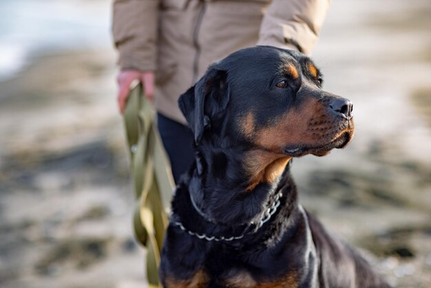 Nieznana dziewczyna w kurtce stoi na plaży nad morzem i drapie za uchem psa rottweilera
