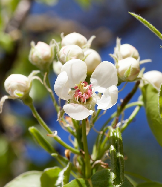 Niezwykłe kwiaty jabłoni wiosną, wiosenny ogródek owocowy produkcji przemysłowej