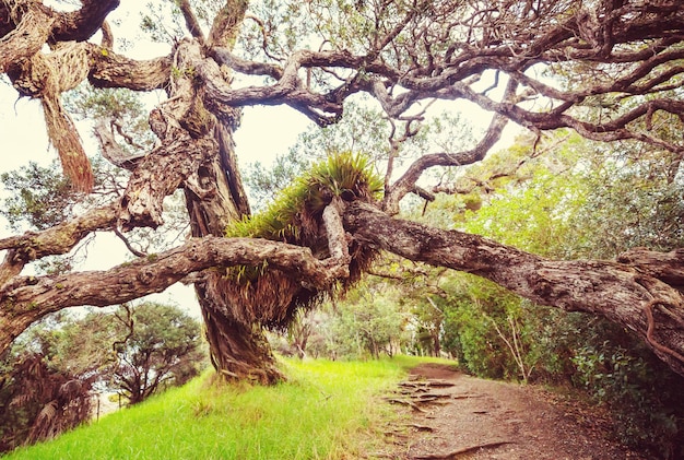 Niezwykłe Wielkie Drzewo W Nowej Zelandii. Koncepcja Wanderlust