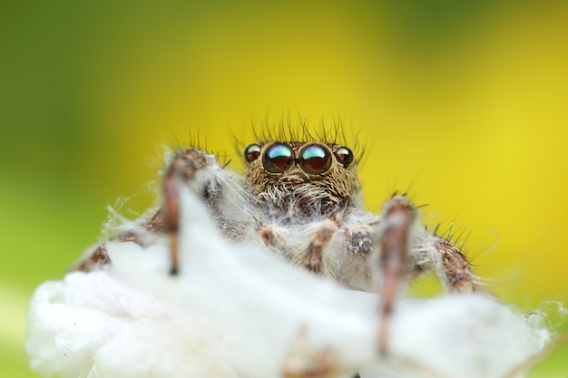 Nieżywy skokowy pająk na pająka roju, makro- fotografia