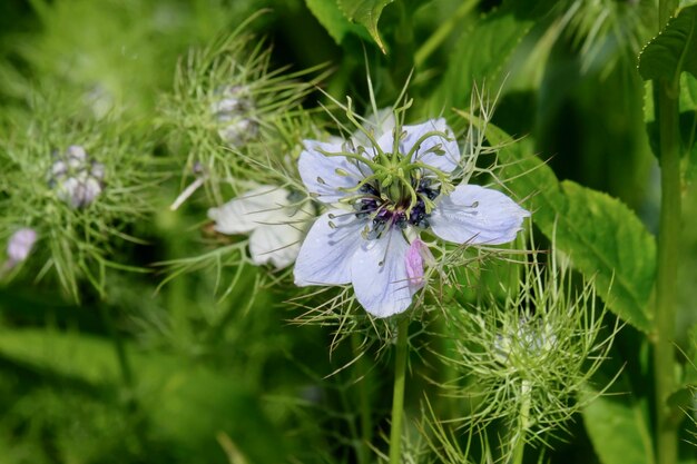 Zdjęcie nigella damascena