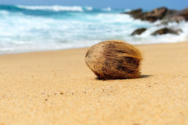 Zdjęcie nikt nie kokosowy na tropikalnej plaży oceanu?