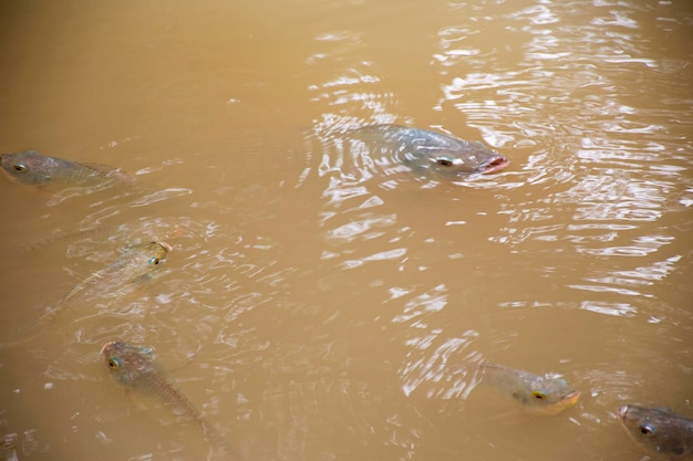 Nilu tilapia bawią się rybami i pływają w wodzie w basenie na świeżym powietrzu w ogrodzie?