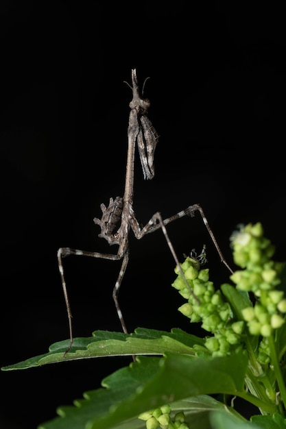 Zdjęcie nimfa gatunku mantis empusa pennata na roślinności na czarnym tle