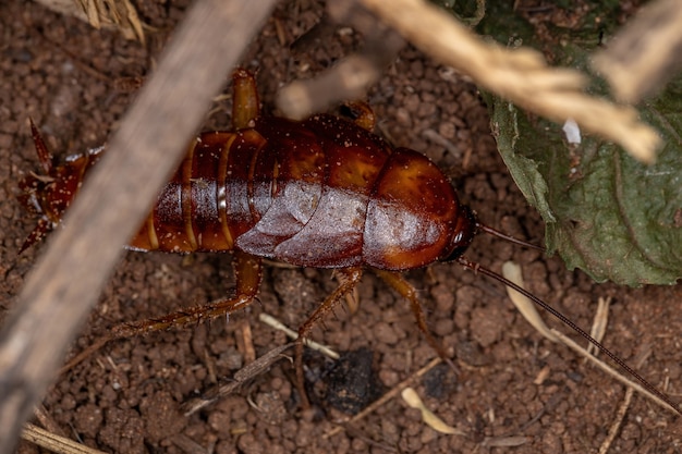 Nimfa karaluchów amerykańskich z gatunku Periplaneta americana