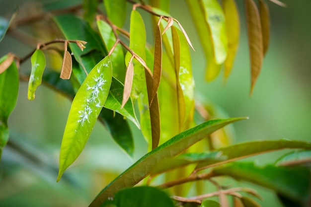 Nimfy durian psyllid Allocaridala maleyensis Crawford wysysają soky roślinne i wydzielają lepki miód