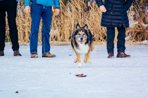 Zdjęcie niska część ludzi z psem na śniegu