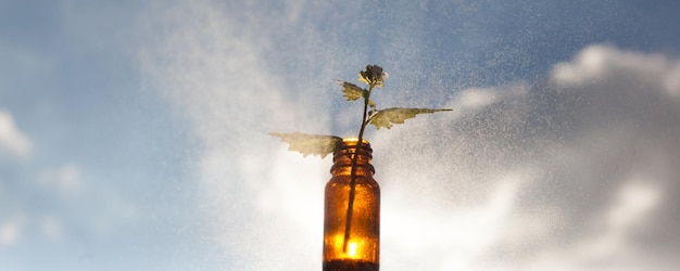 Niski kąt butelki z ziołami leczniczymi z niebieskim słonecznym niebem koncepcji naturalnych leków