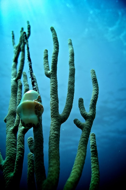 Niski kąt pionowy koralowców pod morzem na Kubie