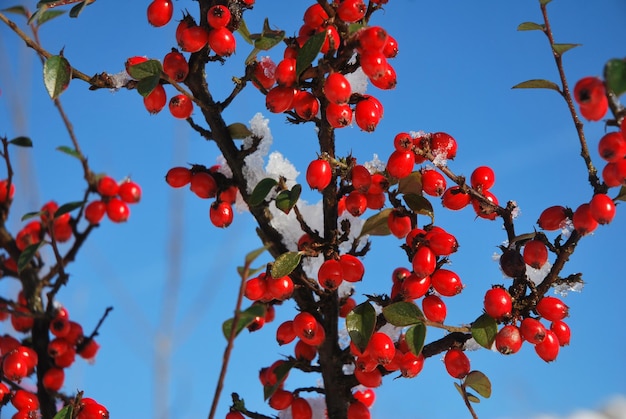 Niski kąt widoku czerwonych jagód rosnących na drzewie na tle nieba w zimie
