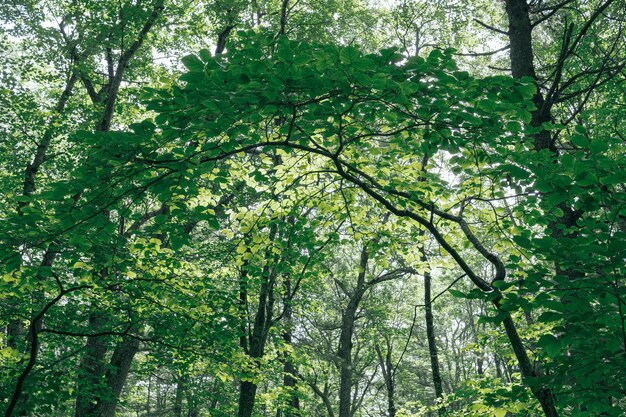 Niski kąt widoku drzew bambusowych w lesie