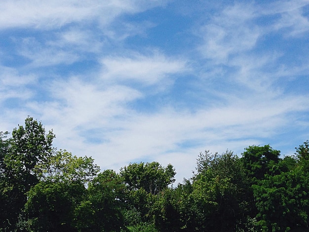 Niski kąt widoku drzew na chmurnym niebie