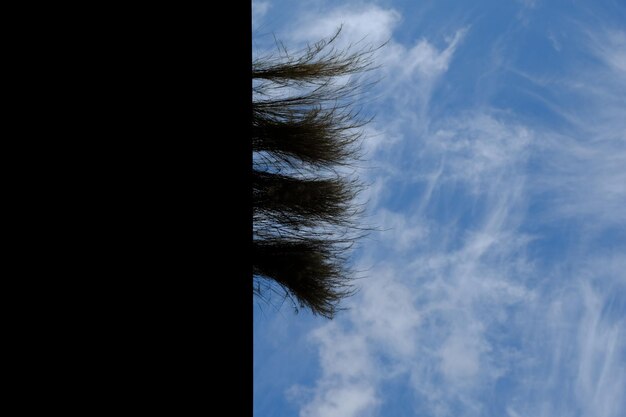 Zdjęcie niski kąt widoku drzew na tle nieba