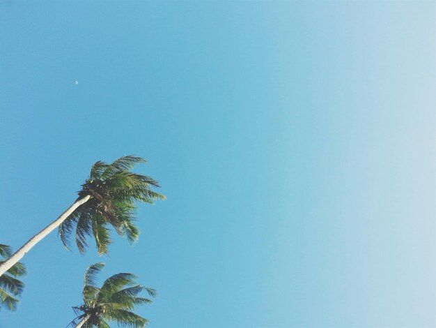 Zdjęcie niski kąt widoku drzew na tle niebieskiego nieba