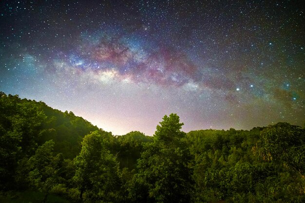 Zdjęcie niski kąt widoku drzew na tle nocnego nieba