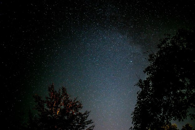 Niski kąt widoku drzew na tle nocnego nieba