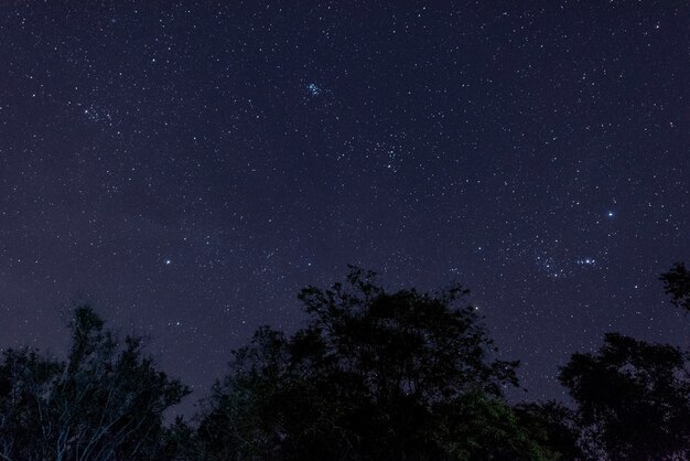 Zdjęcie niski kąt widoku drzew na tle nocnego nieba