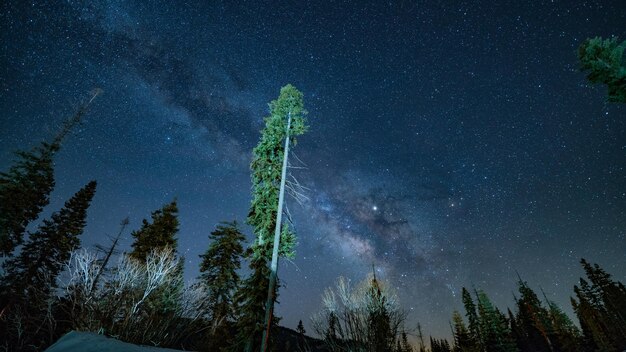 Zdjęcie niski kąt widoku drzew na tle nocnego nieba