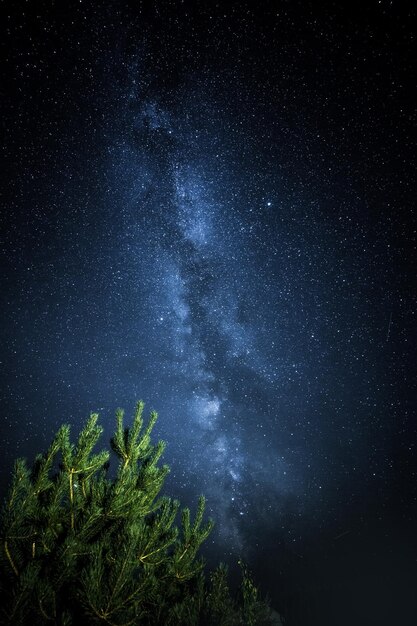 Zdjęcie niski kąt widoku drzew na tle nocnego nieba