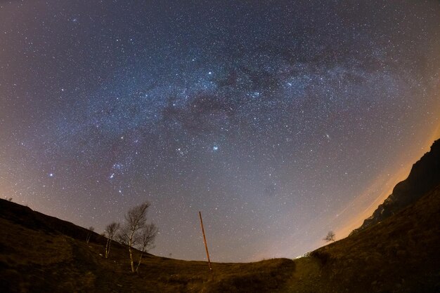 Zdjęcie niski kąt widoku drzew na tle nocnego nieba