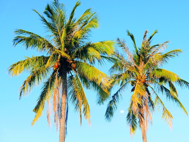 Niski kąt widoku drzew palm kokosowych na tle jasnego niebieskiego nieba