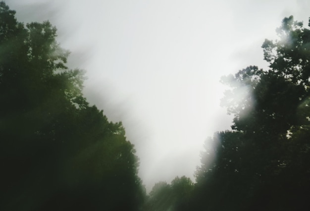 Zdjęcie niski kąt widoku drzew rosnących w lesie w mgliastą pogodę