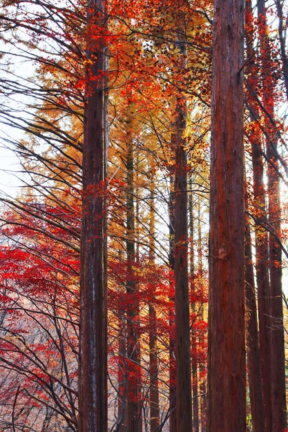 Niski kąt widoku drzew w lesie jesienią