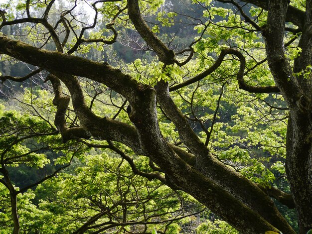 Zdjęcie niski kąt widoku drzew w lesie