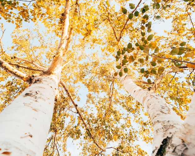 Zdjęcie niski kąt widoku drzewa jesienią